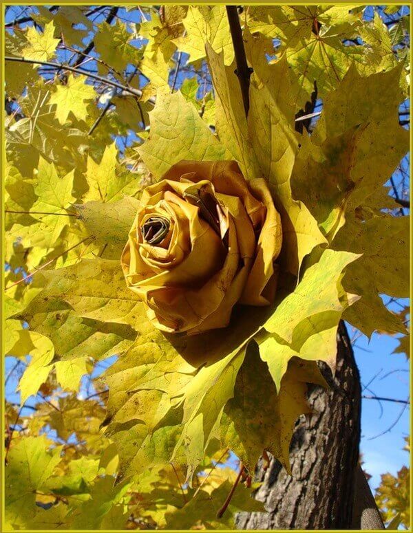 розовый куст