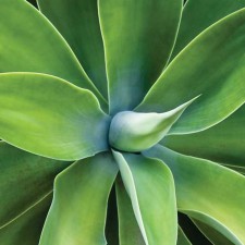 Декор на стекле fp01415 agave 70x70cm - арт. [13003] - фото 1