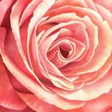 Декор на холсте fp01668 pink rose 90x90см/36x36 - арт. [13707] - фото 1