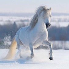 Декор на стекле fp02822 galloping white horse 40x40см - арт. [14179] - фото 1