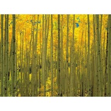 Декор на стекле fp04038 aspens in white river park colorado - арт. [14727] - фото 1