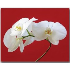 Декор на холсте fp1413 рамка white lilly 70x90cm - арт. [2968] - фото 1