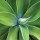 Декор на стекле fp01415 agave 70x70cm - арт. [13003] - фото 1
