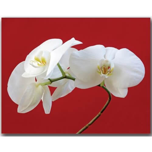 FP1413 декор White Lilly холст 70x90см
